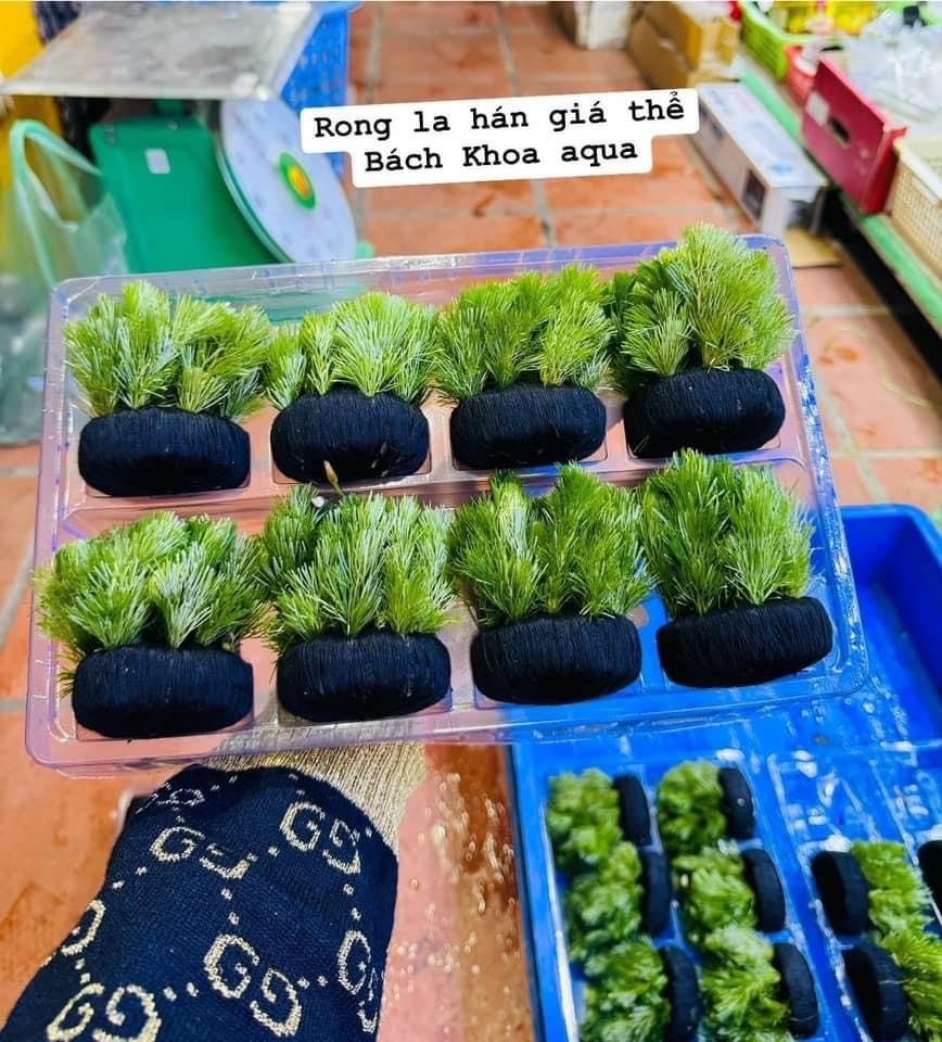 Cây thủy sinh - Rong la hán cấy giá thể
